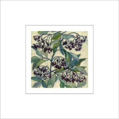 No.507 Elderberries - signed Small Print.